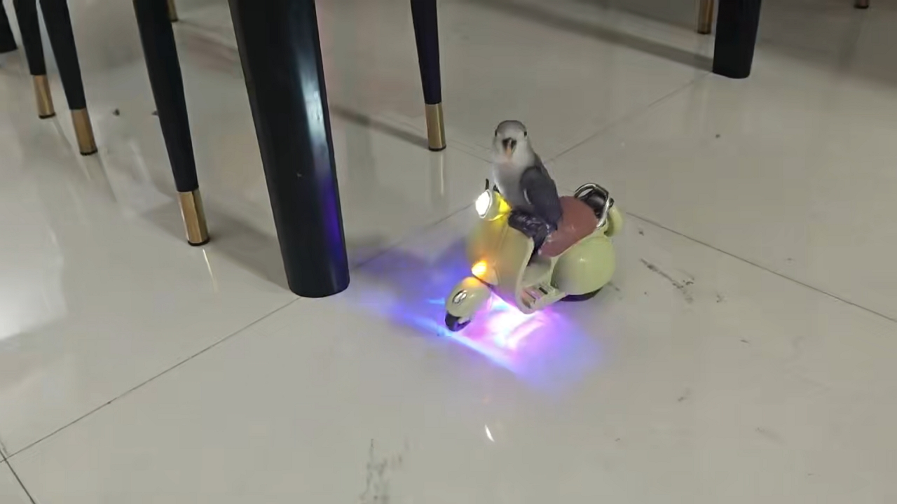 Video thumbnail for Parrot Balances on Moving Toy Scooter in Yulin, China