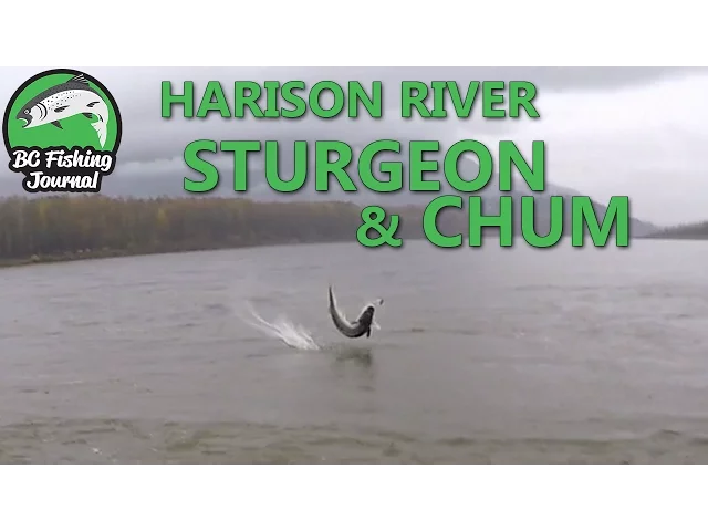 Video thumbnail for Harrison River - Sturgeon & Salmon Combo