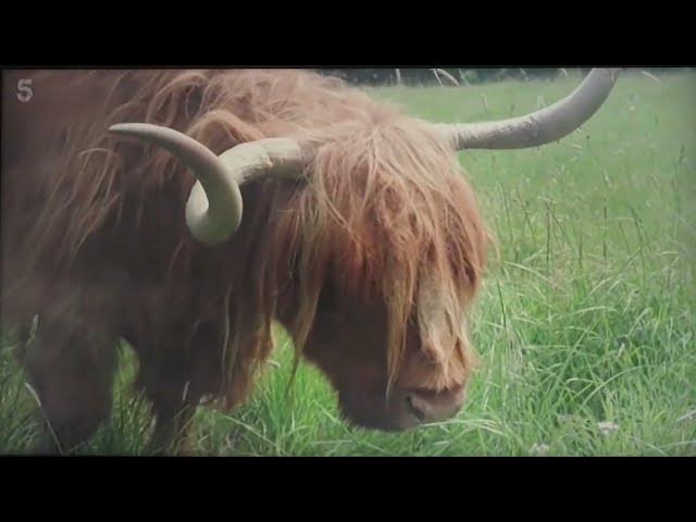 Video thumbnail for old cow next door