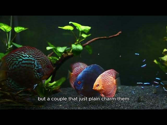 'Video thumbnail for The Cutest Fish in the World'