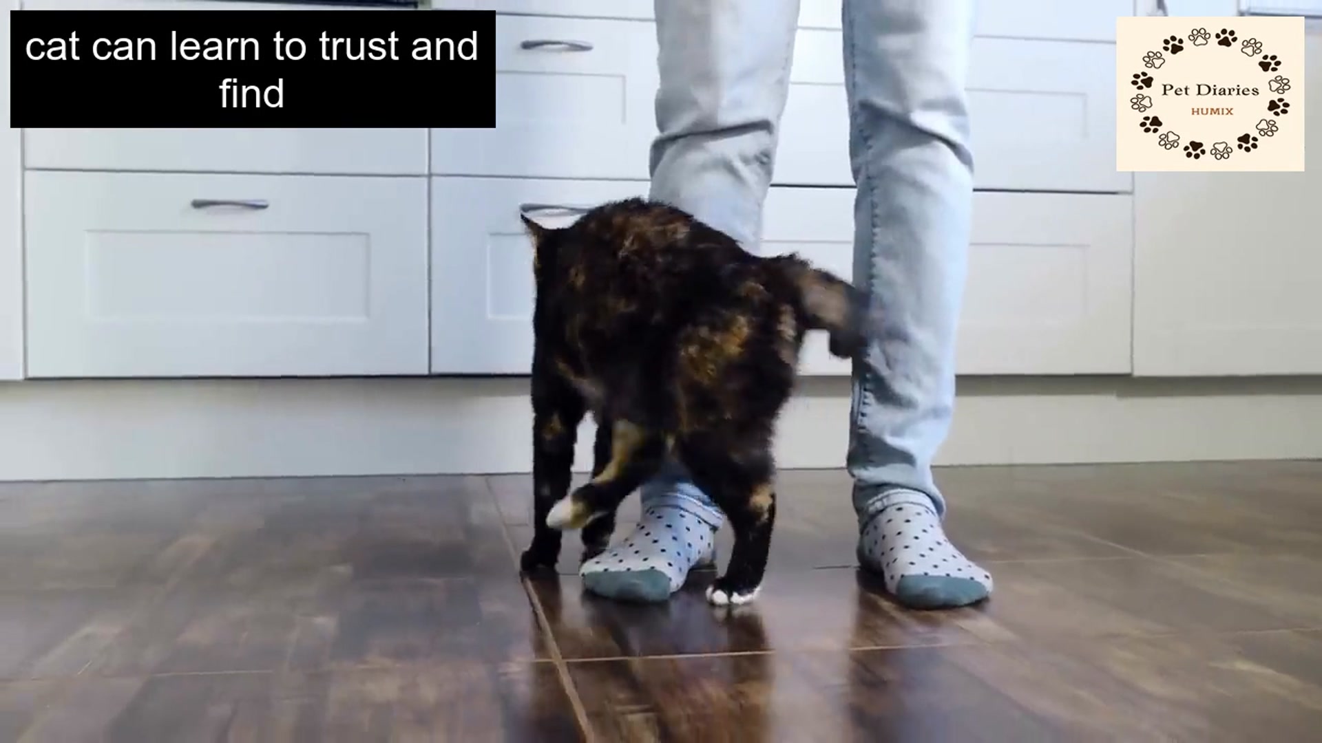 'Video thumbnail for Do Cats Recognize Their Owners ???'