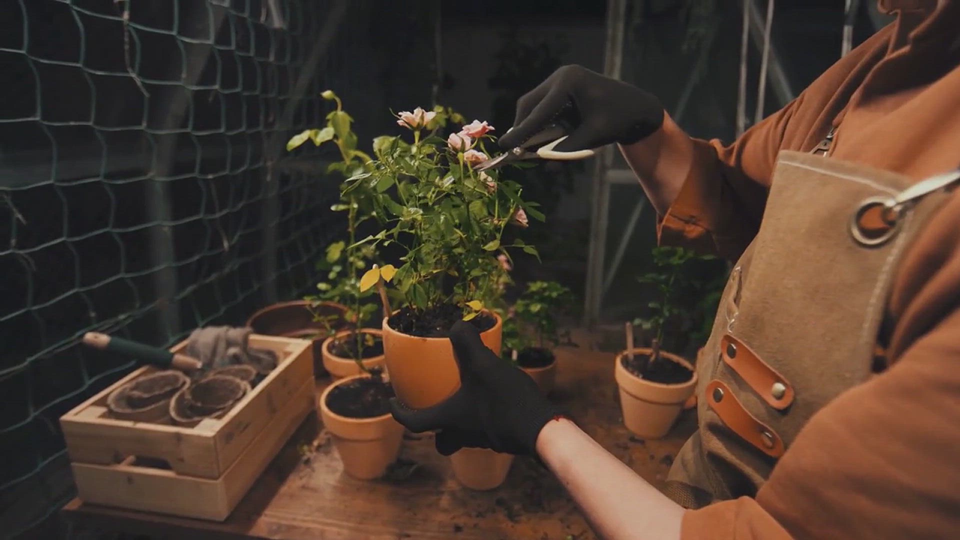 'Video thumbnail for How to prune tomato plants'