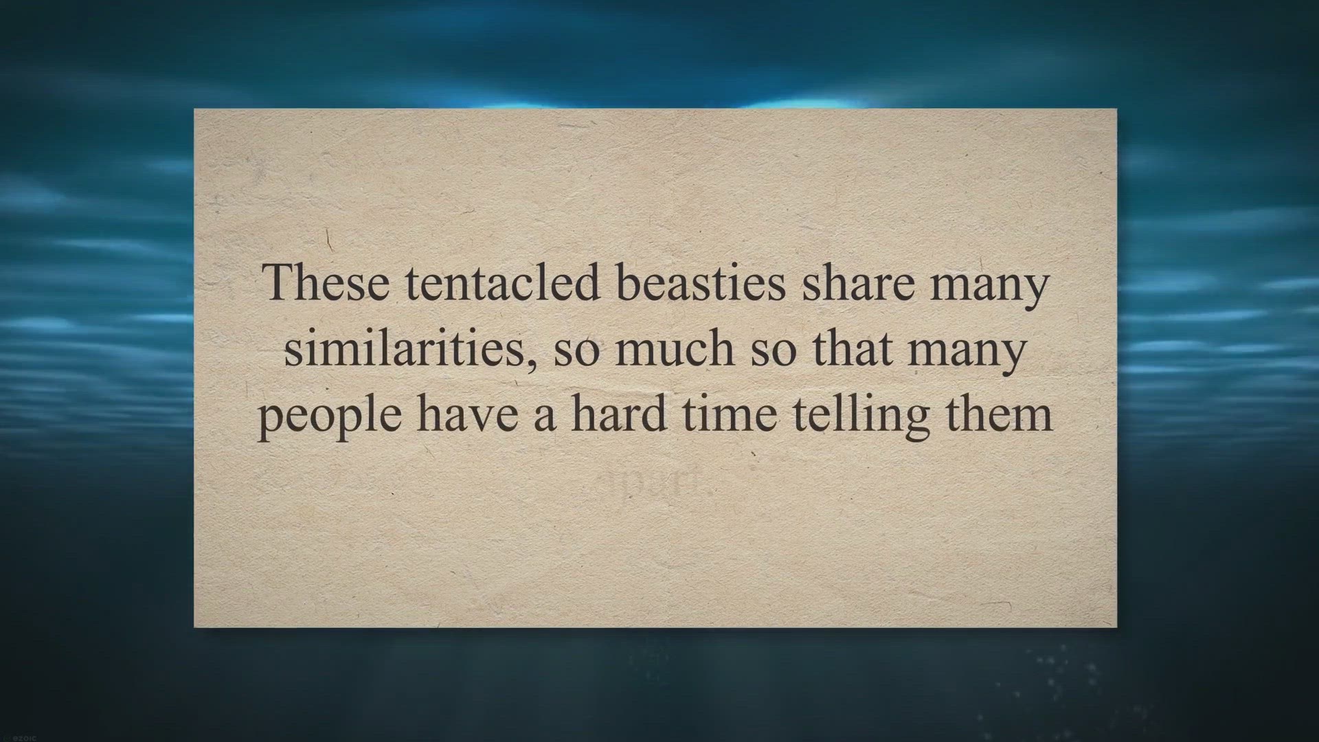 Video thumbnail for Squid vs. Octopus: How Do They Differ?