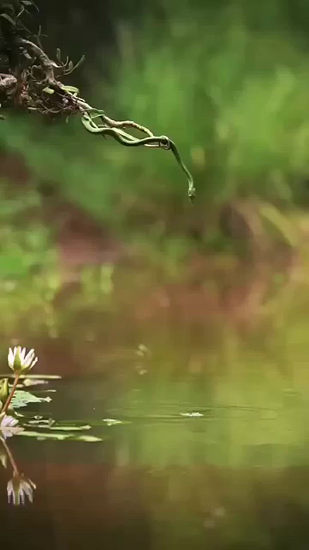 Video thumbnail for Surah-Al-asar-ytshort-shorts-trendingsho_83