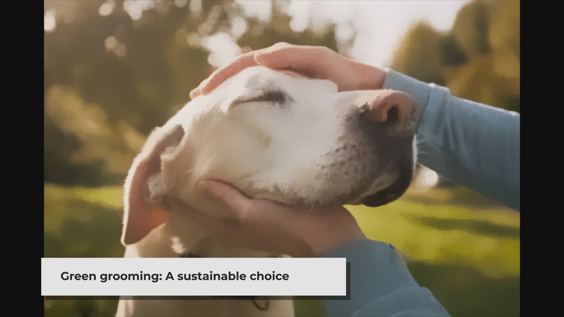 Video thumbnail for Dog Grooming: Embracing Sustainability in Pet Care