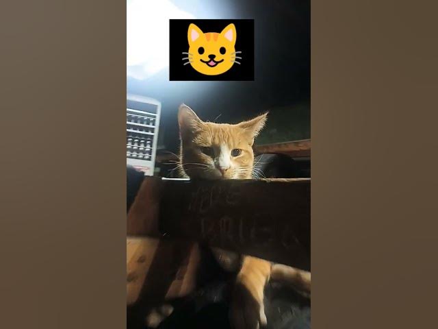 Video thumbnail for aquí descansando #remix #humor