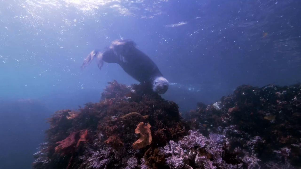 Video thumbnail for Super Animals -- River Otter