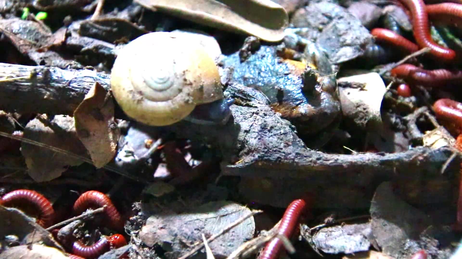 Video thumbnail for In night Find at night Snail wark eat soil, red worm here
