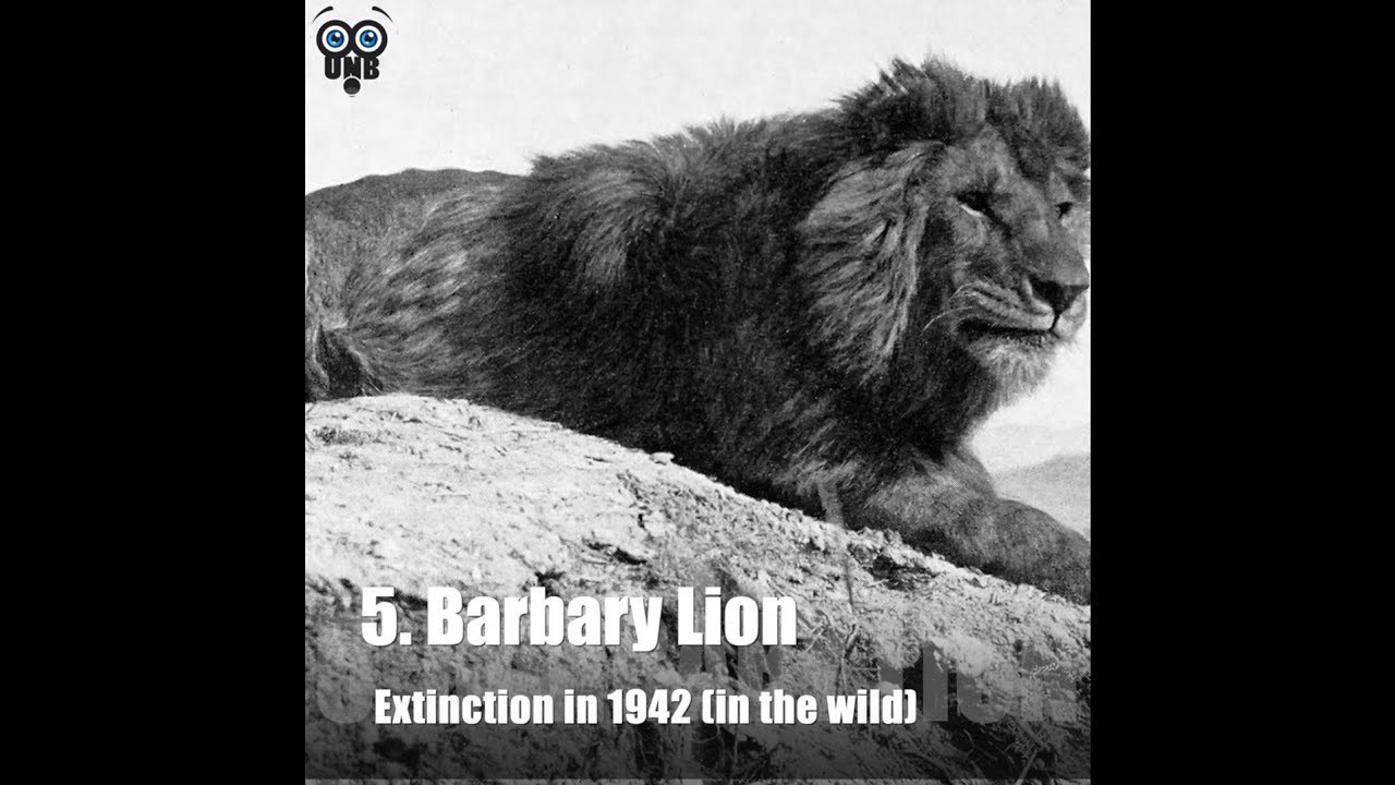 Video thumbnail for 10 Rare Video Footage and Photographs of Extinct Animals