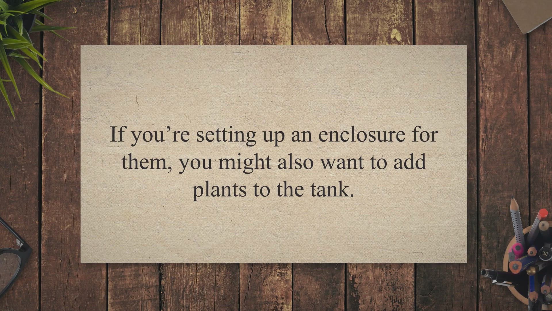 Video thumbnail for 11 Safe Plants for Your Bearded Dragon’s Tank