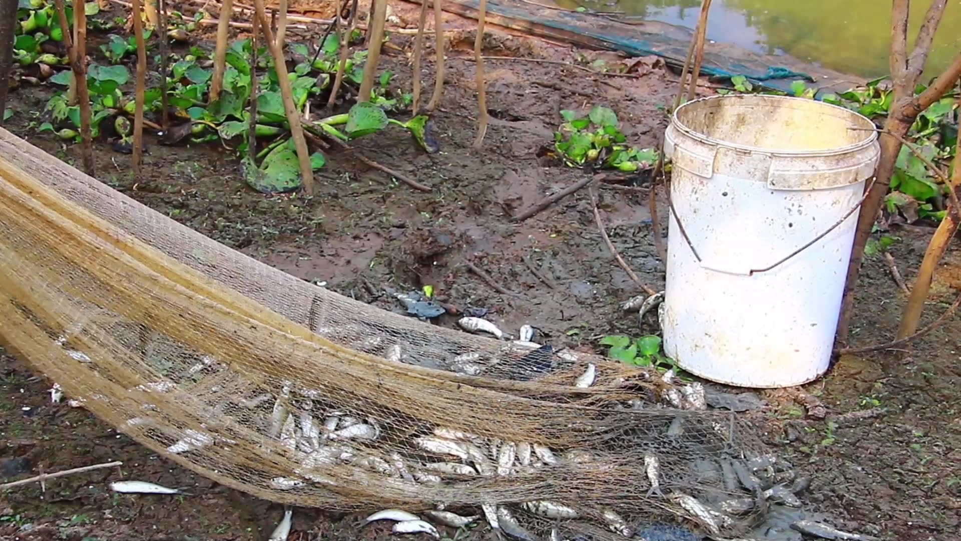 Video thumbnail for Way man catch fish a lot from river