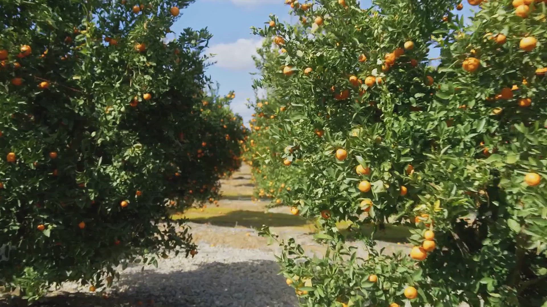 'Video thumbnail for How to Grow Mandarin Oranges'