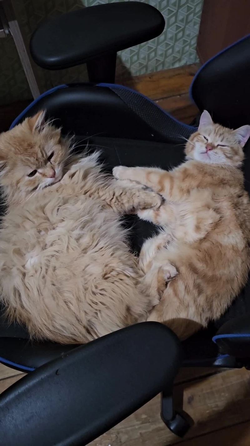 Video thumbnail for Playful Ginger Cats Turn Nap Time into a Chaotic Chase