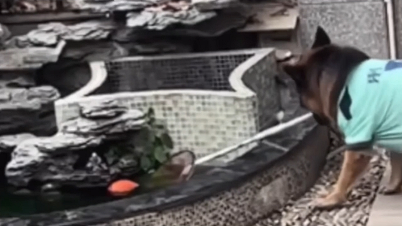 Video thumbnail for Smart dog assists children in retrieving balls from fountain in China