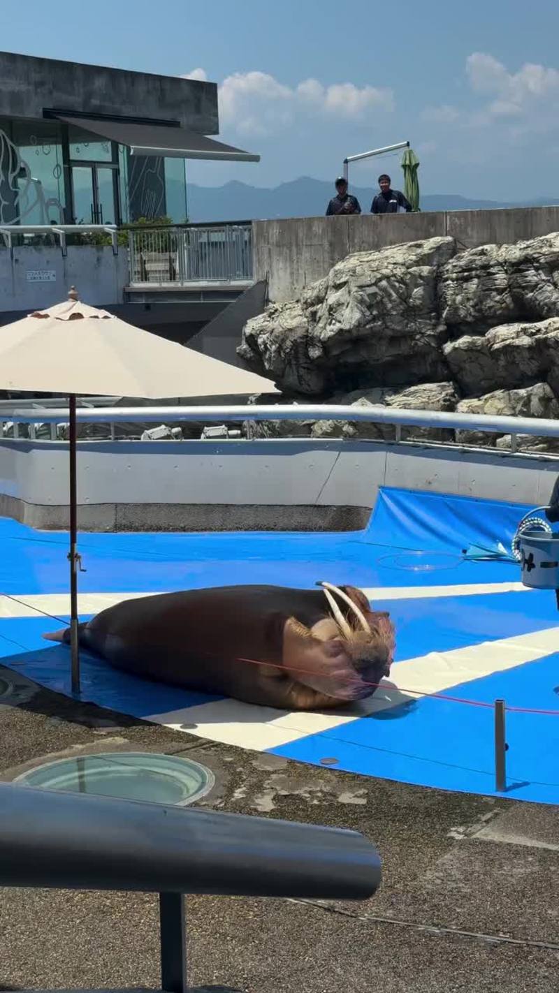 Video thumbnail for Walrus Showing Off Hilarious Situp Routine at Aquarium