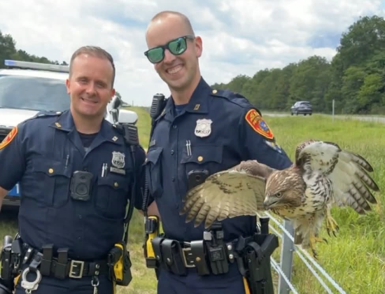 Video thumbnail for Suffolk police officers rescue injured hawk in Mastic