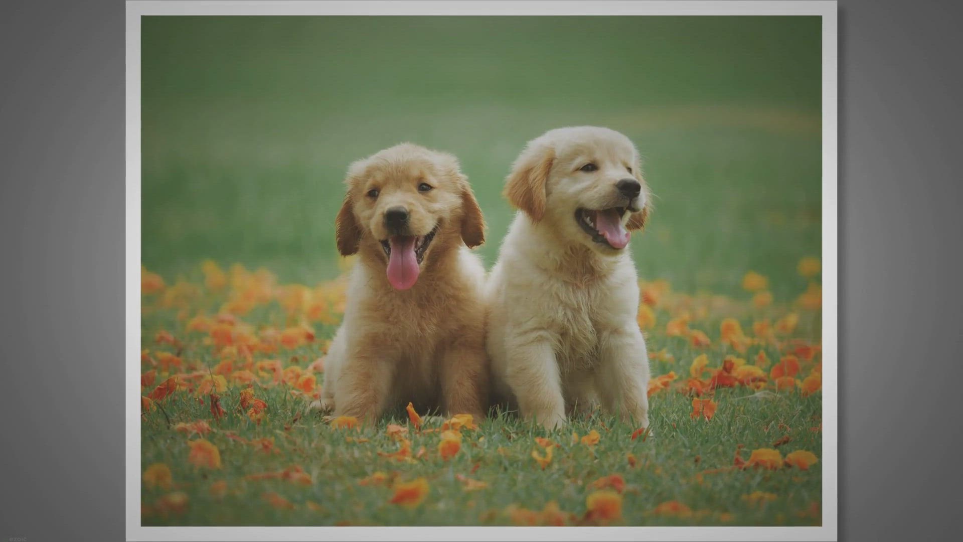 Video thumbnail for Fetch Pet Insurance Reviews: Exposed and Analyzed