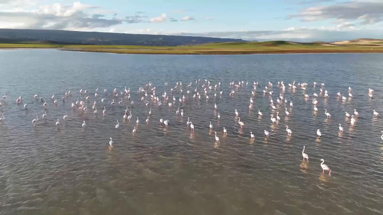 Video thumbnail for Türkiye: Temporary pond hosts flamingos in central Türkiye.