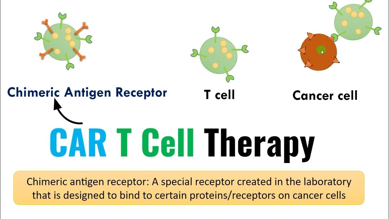 Video thumbnail for What is CAR T-Cell Therapy? Steps in CAR T-Cell Therapy