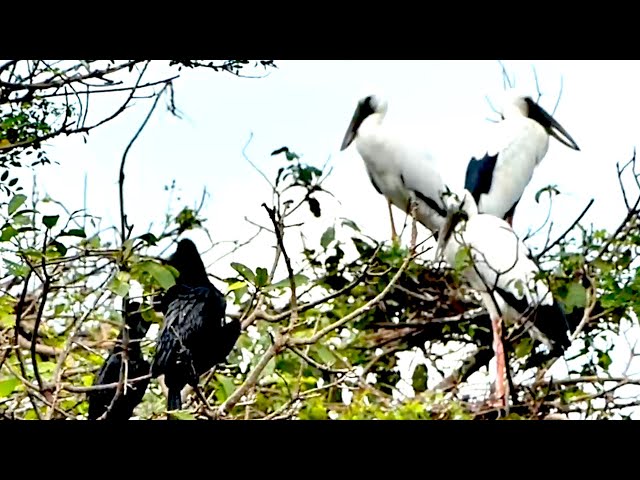 Video thumbnail for This area lake for crane wild bird live here alot