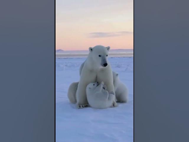 Video thumbnail for 🐻‍❄️ Polar Bear and Her Cubs – Heartwarming Arctic Moments! ❄️ #cuteanimals #adorablevideos