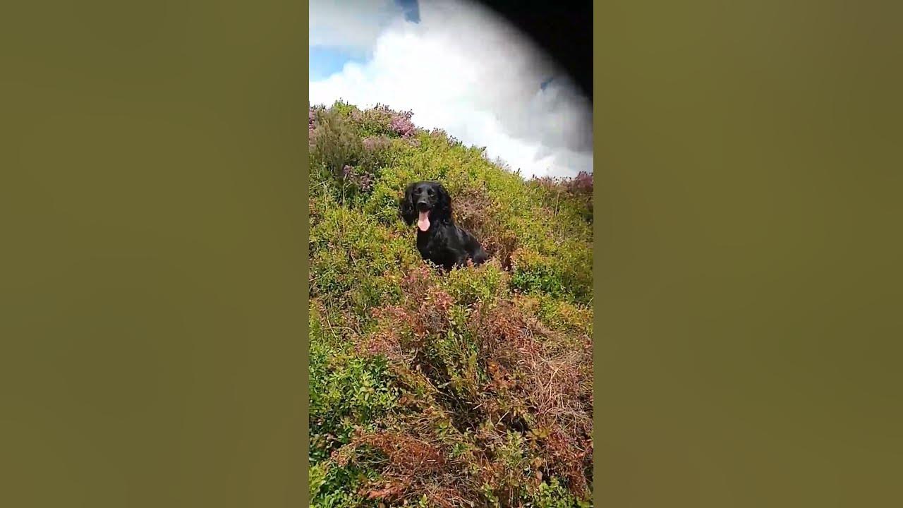 Video thumbnail for Pretty girl #dog #spaniel #woof #puppy