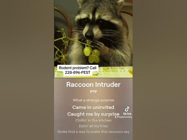 Video thumbnail for If you got a raccoon in your attic call 228-896-PEST and they’ll get it out without hurting him.
