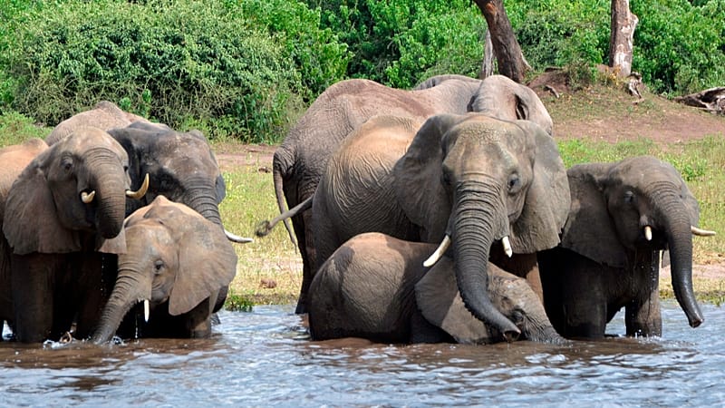 Video thumbnail for Botswana under fire after authorising elephant killing for independence celebrations