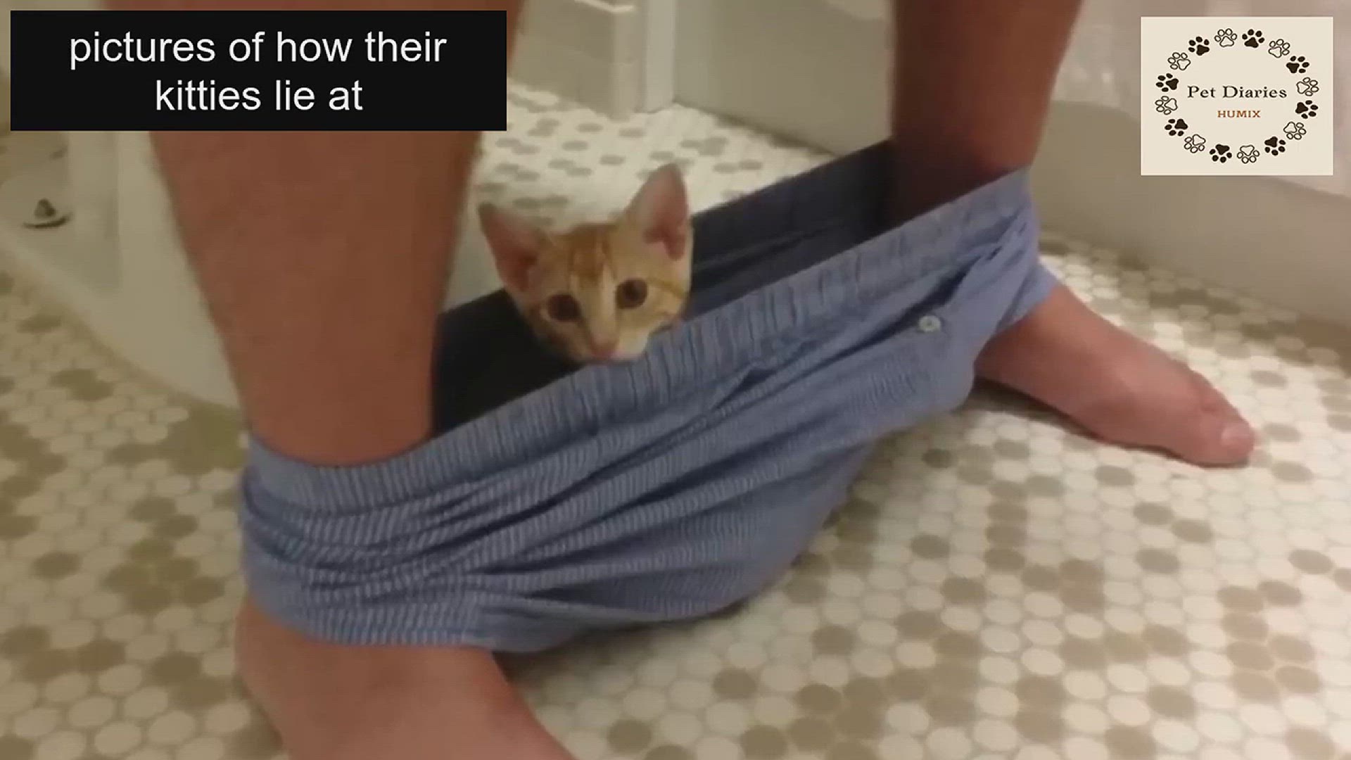 'Video thumbnail for Why Cats Follow You to the Bathroom! Watch Now!'