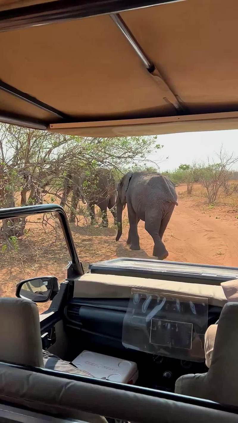 Video thumbnail for Curious Elephant Confronts Safari Jeep on Dusty Road