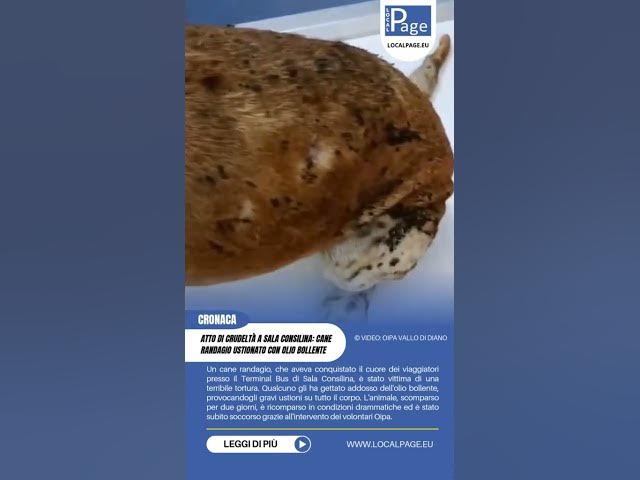 Video thumbnail for Terribile atto di crudeltà a #SalaConsilina : cane #randagio ustionato con #oliobollente.