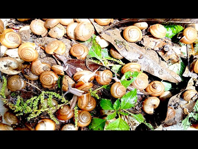 🐌 Snails, 🐌 snial alot eating papaya fruits now 🦈 | 𝑴𝒆𝒕𝒉𝒐𝒅𝒔 #𝟗𝟔9029