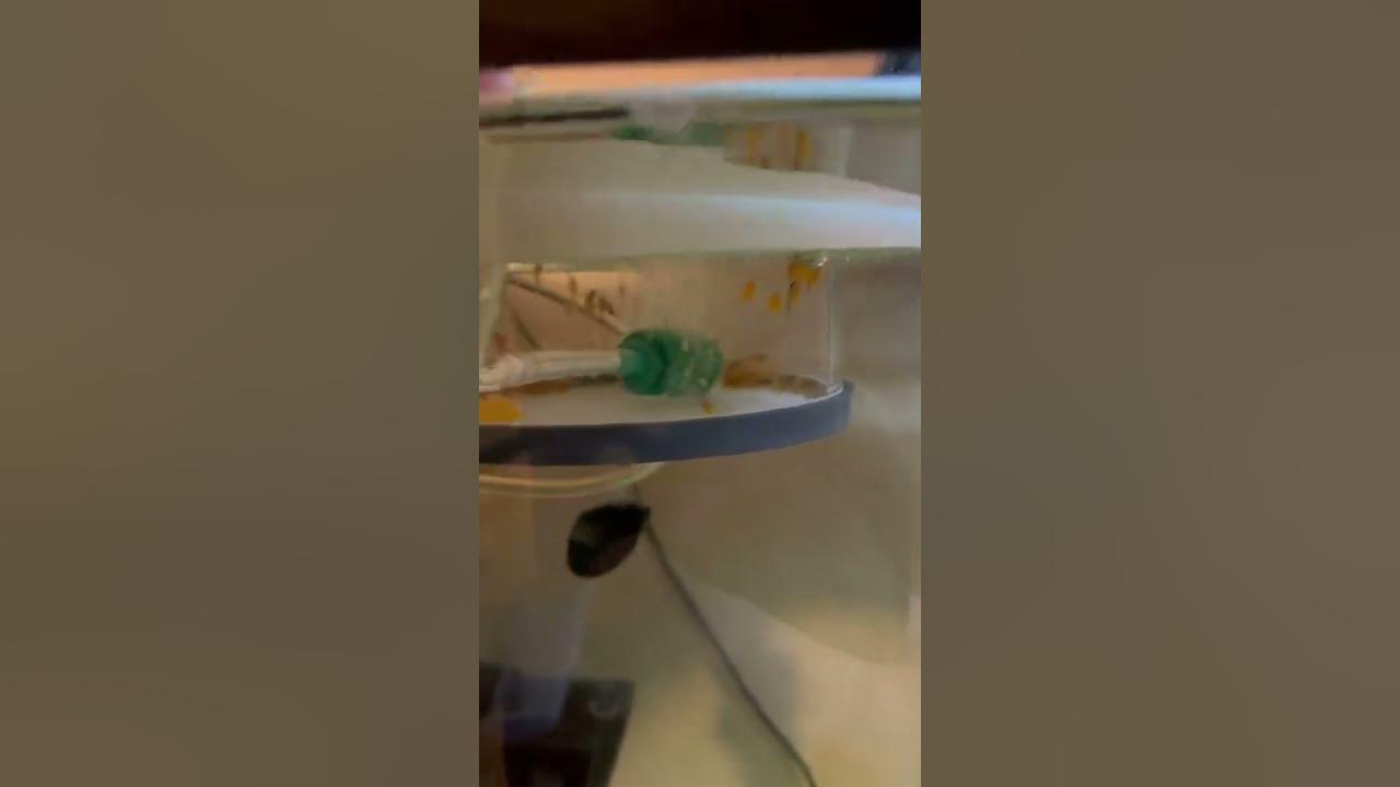 Video thumbnail for Newly hatched Green dragon bristlenose Pleco babies