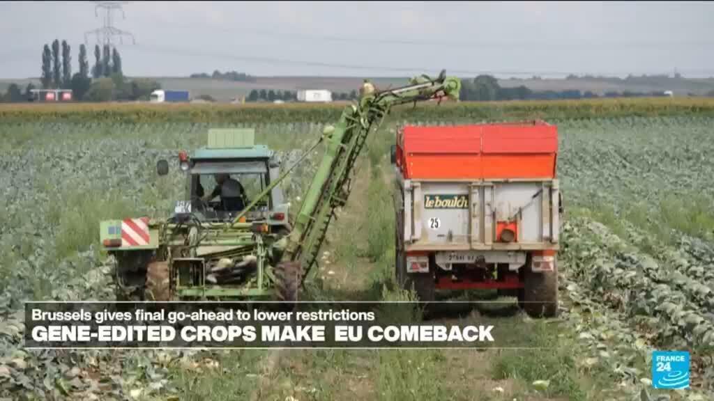 Video thumbnail for EU welcomes back gene-edited crops, worrying small-scale farmers