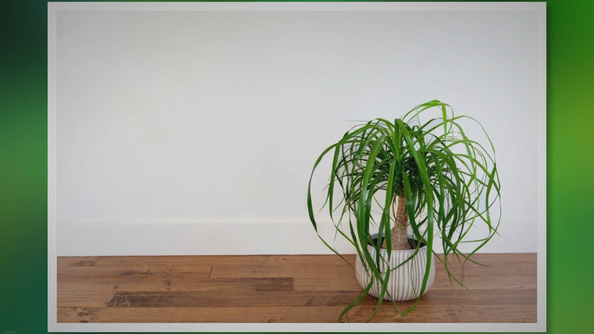 'Video thumbnail for Ponytail Palm Care: A Comprehensive Guide for Indoor Plant Enthusiasts'