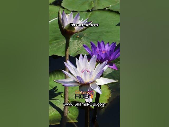 Video thumbnail for বরুণা - কেউ কথা রাখেনি