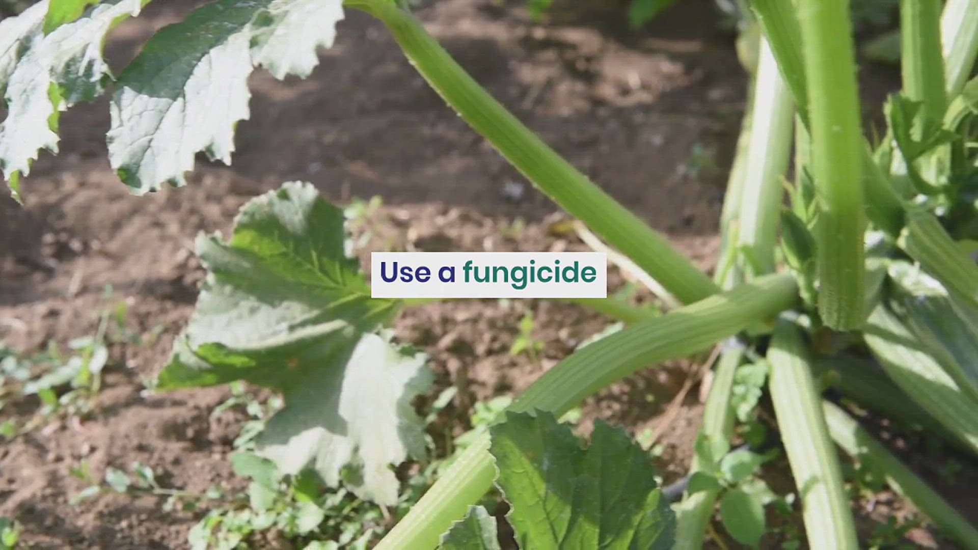 'Video thumbnail for The Complete Guide to Identifying and Treating Zucchini Plant Diseases'