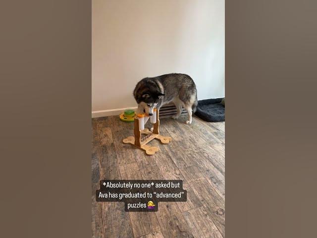 Video thumbnail for Husky puzzle