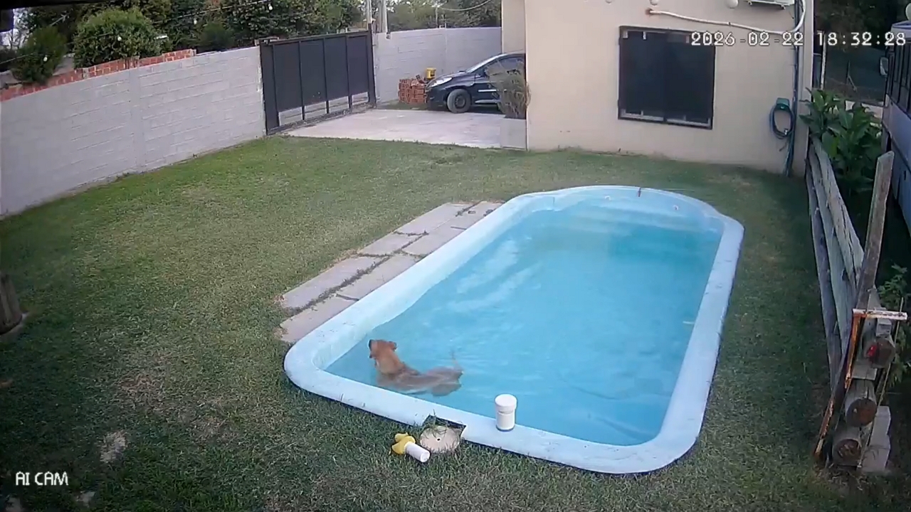 Video thumbnail for Curious Dog Takes the Plunge into Pool!