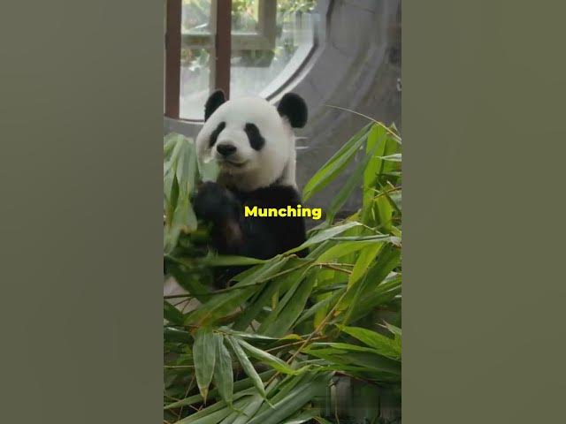 Video thumbnail for Top 4 Unique Lazy Animals You Won't Believe Exists!!