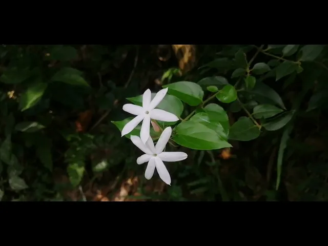 Video thumbnail for Jasmine Flowers