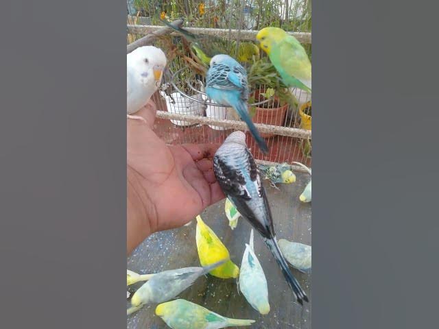 Video thumbnail for 🎶 “Um minuto de tranquilidade — Quer mais Veja 2h de natureza viva 🎧”