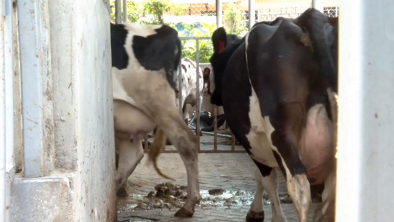 Video thumbnail for Kenya: Dairy farmers despair as drought in Kenya deepens fresh milk shortages.