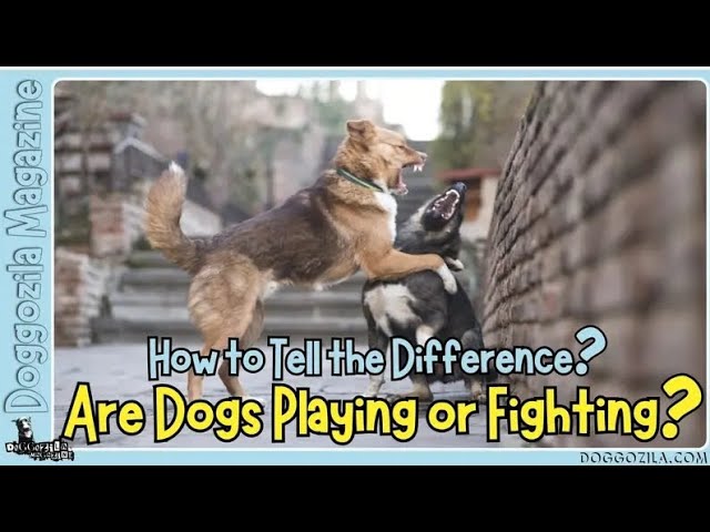 Video thumbnail for How To Tell The Difference if Dogs Are Playing or Fighting?