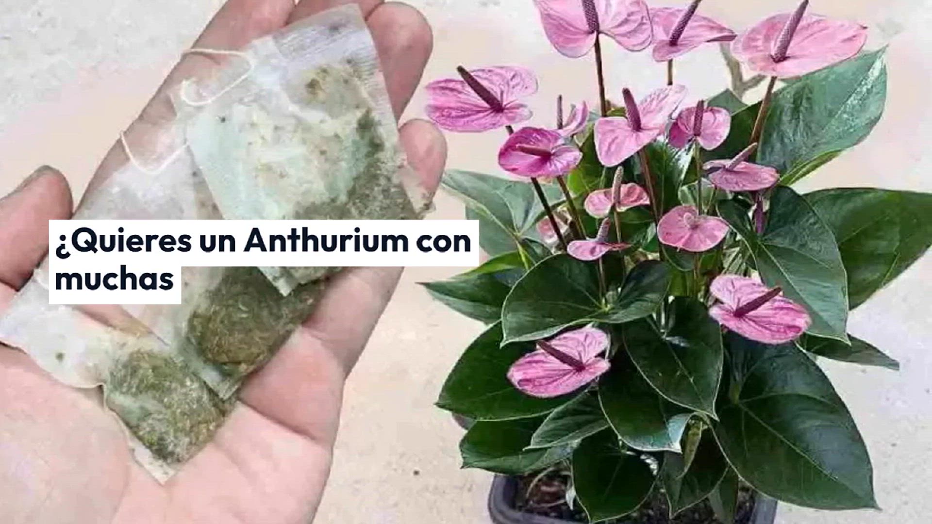 Video thumbnail for Anthurium, un solo sobre cada mes será suficiente para explotar muchas flores