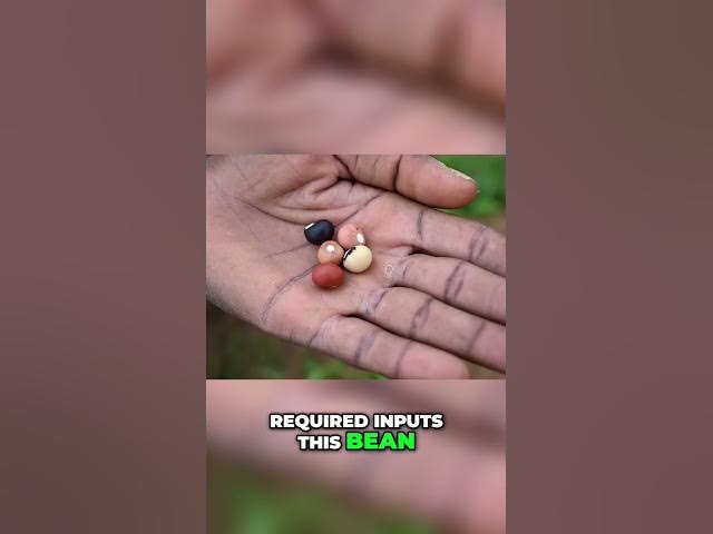 Video thumbnail for Bambara Groundnut: The Forgotten Superfood of West Africa #shorts