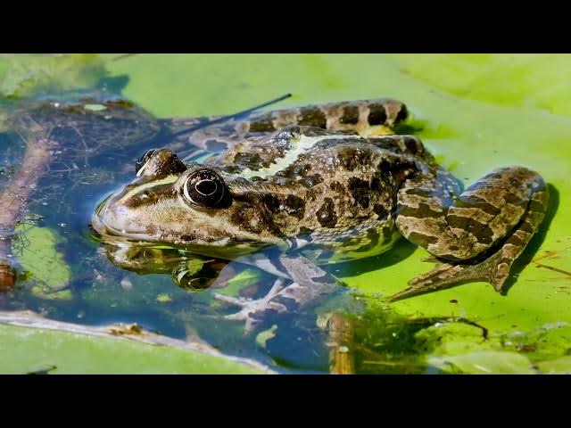 Video thumbnail for Why Do Frogs Croak More After Rain: Unveiling Nature's Symphony