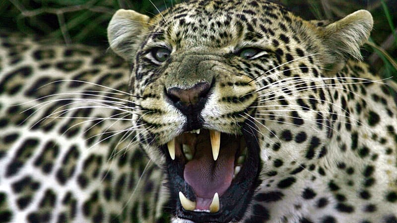 Video thumbnail for Leopards return to South Africa’s West Coast after 170 years
