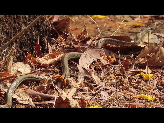 Video thumbnail for Can Snakes Climb Walls?