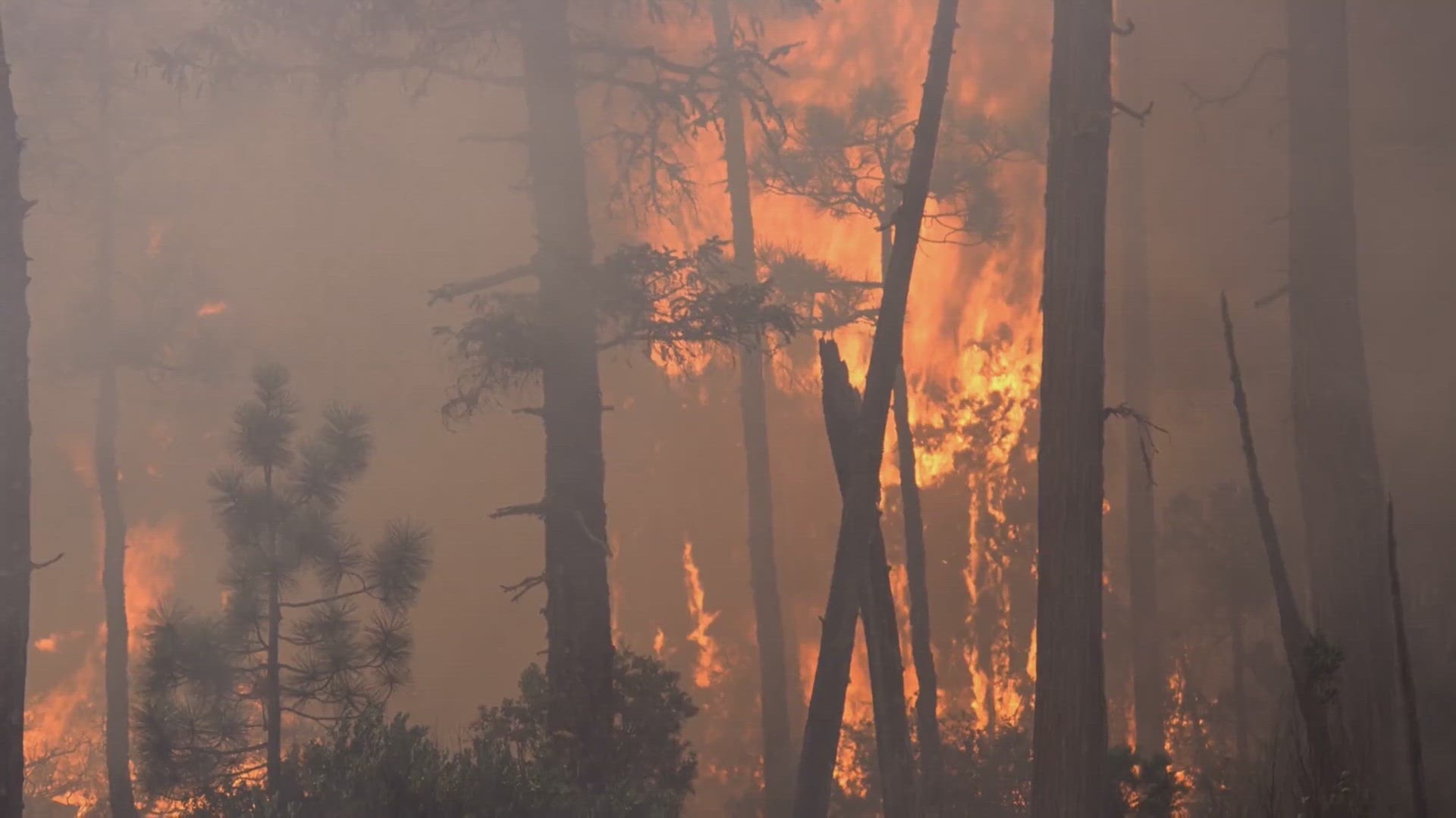 'Video thumbnail for California Wildfires: Trump and Newsom's Differing Approaches'